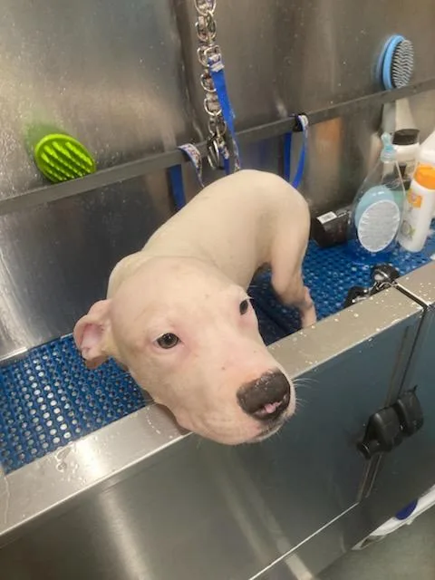 A baby small-sized female Pit Bull Terrier dog named Cannoli for adoption in Baytown, TX