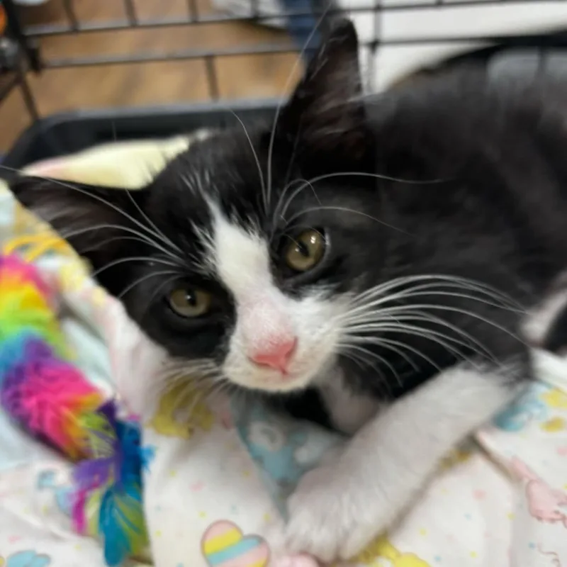 A baby medium-sized female Black & White / Tuxedo Tuxedo cat named Fontina for adoption in Omaha, NE