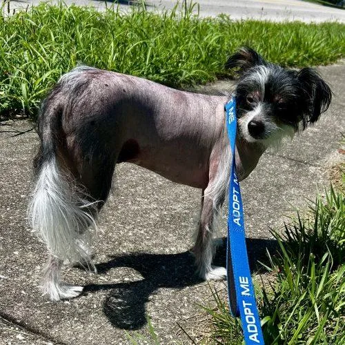 An adult small-sized female Yellow / Tan / Blond / Fawn Chinese Crested Dog dog named Violet D for adoption in Frankfort, KY
