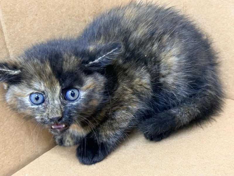 A baby small-sized female Domestic Short Hair cat named Pixie for adoption in North Vernon, IN