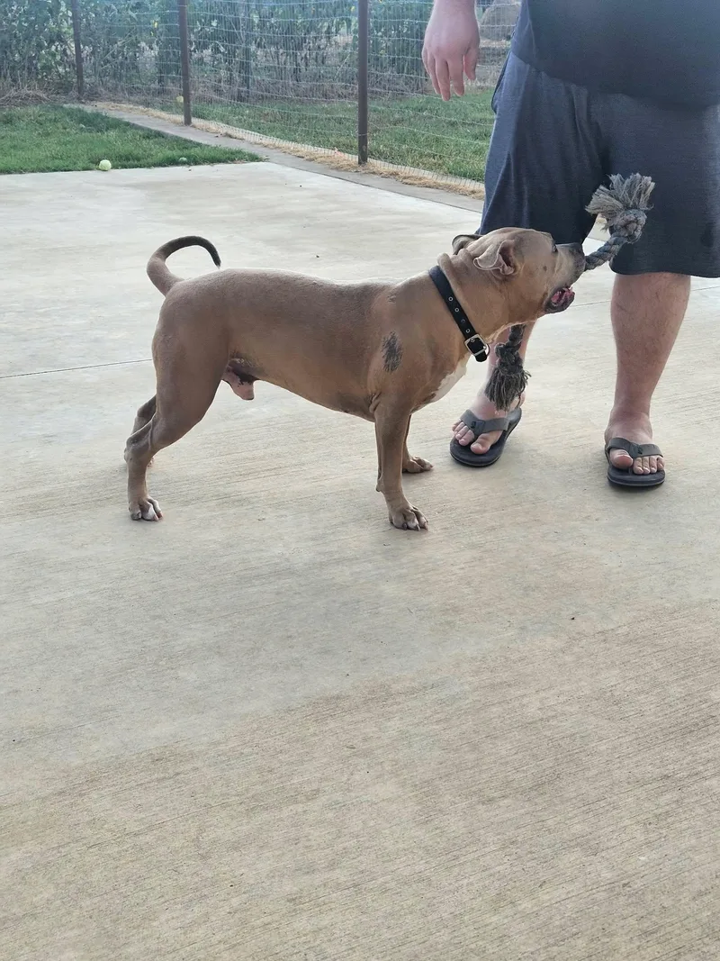 An adult large-sized male Pit Bull Terrier dog named Zues for adoption in Arlee, MT