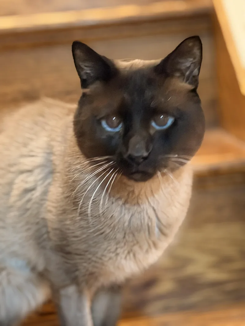 Mr. Bigglesworth thumbnail 2