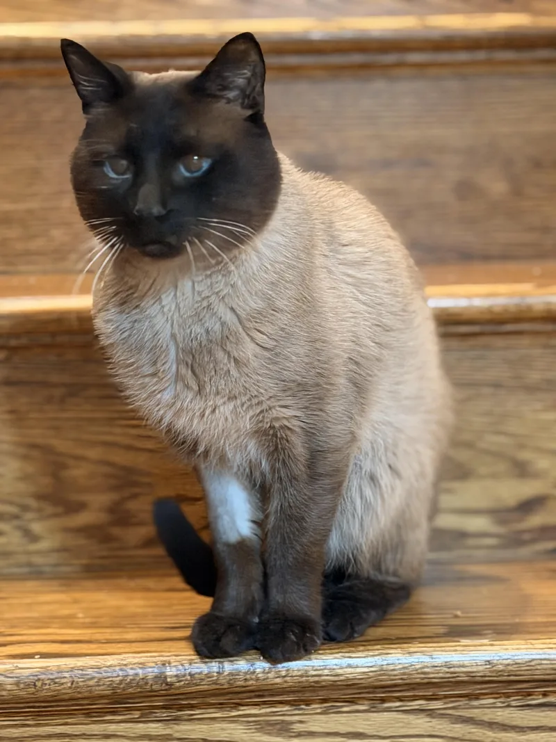 Mr. Bigglesworth thumbnail 5