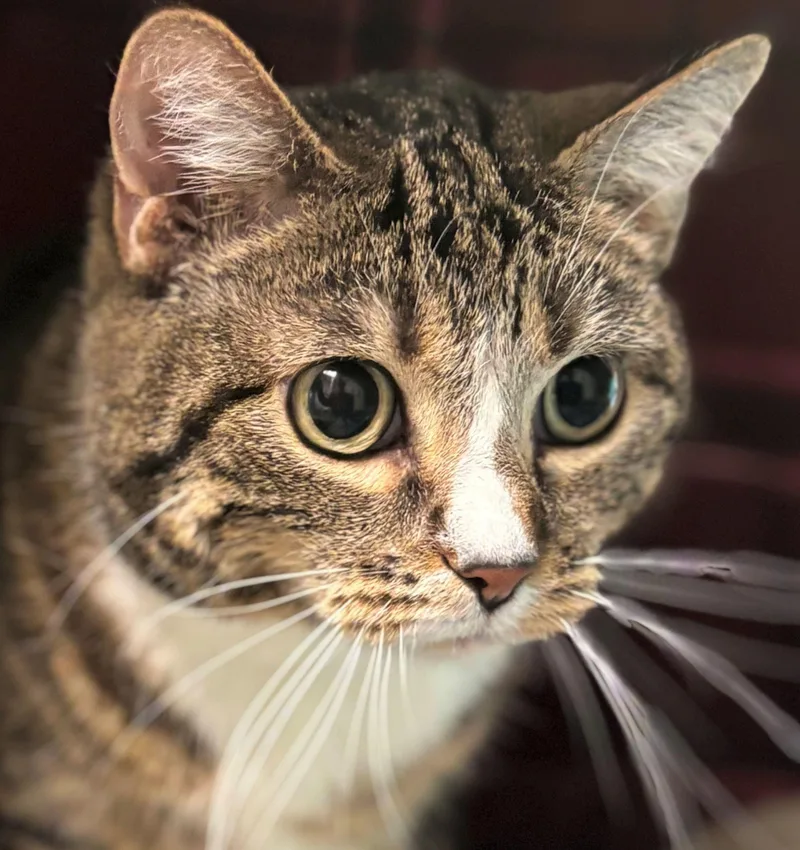 An adult medium-sized female Domestic Short Hair cat named Stretch for adoption in Iowa City, IA