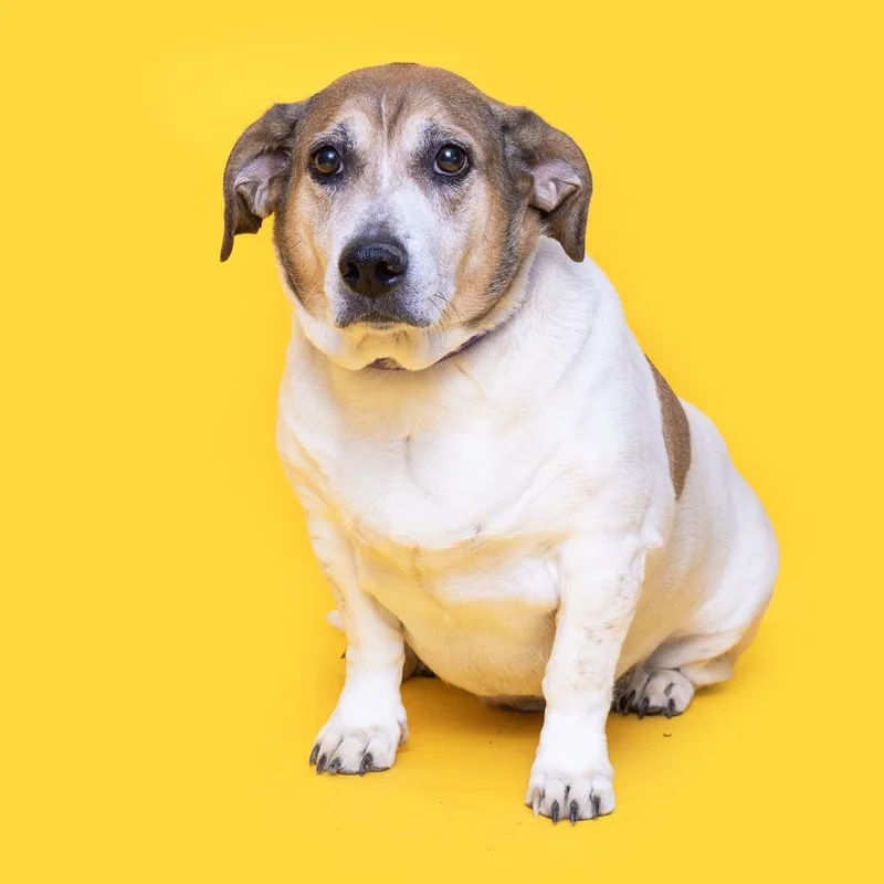 An adult medium-sized male White / Cream Beagle dog named Chief for adoption in Franklin, TN