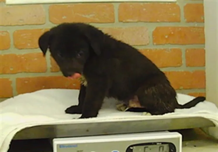 A baby small-sized male Labrador Retriever dog named Winston for adoption in Houston, TX