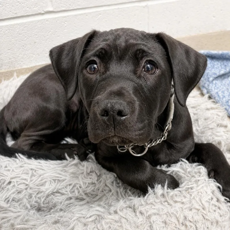 A baby small-sized female Black Mixed Breed dog named Mia for adoption in Marshall, VA