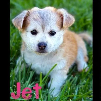 A baby small-sized female Brown / Chocolate Chihuahua dog named Jet for adoption in Orangevale, CA