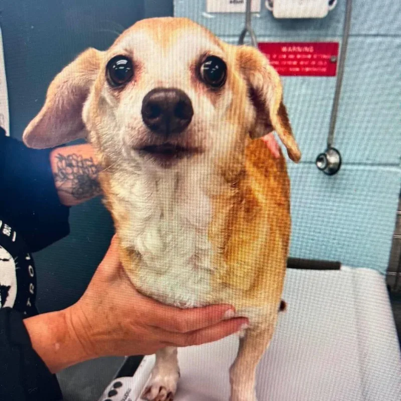 A senior small-sized female Brown / Chocolate Mixed Breed dog named Cheesy for adoption in Fredericksburg, VA