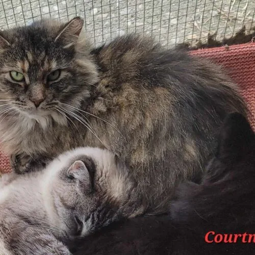 An adult medium-sized female Torbie Domestic Long Hair cat named Courtney for adoption in Tipp City, OH