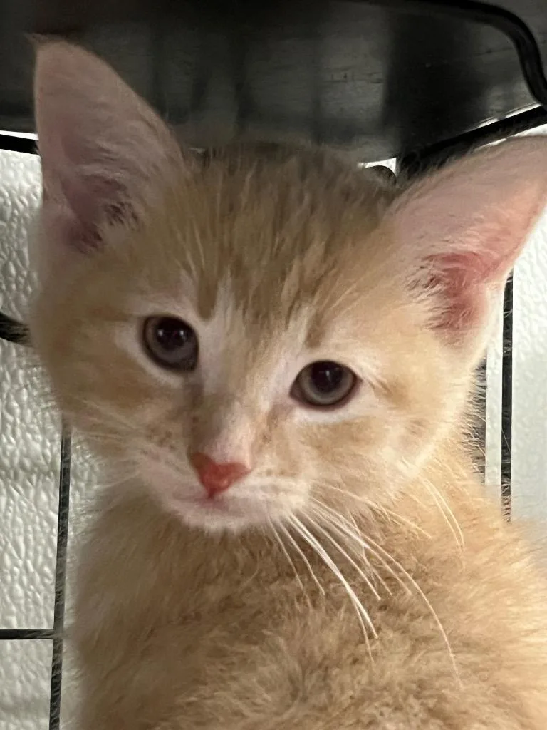 A baby medium-sized male Domestic Medium Hair cat named Marcott for adoption in Saginaw, MI
