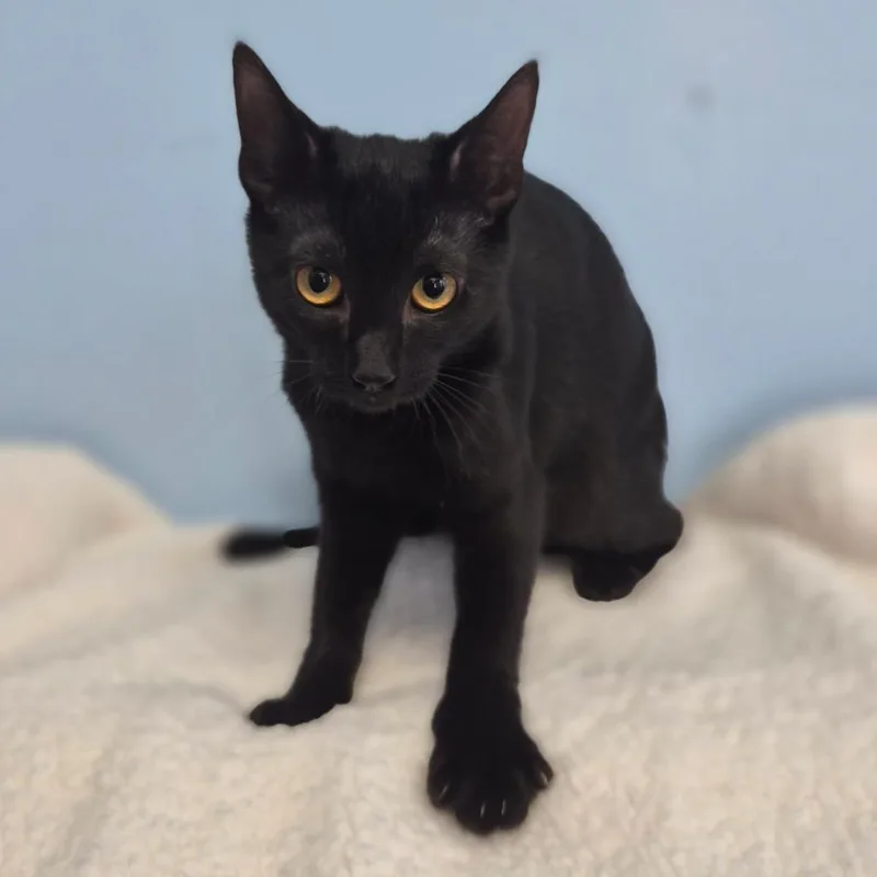 A baby small-sized female Black Domestic Short Hair cat named Ember for adoption in Wahiawa, HI