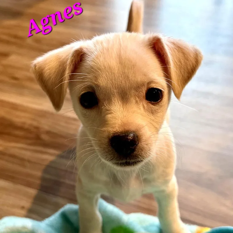 A baby small-sized female White / Cream Chihuahua dog named Agnes for adoption in Monticello, IA