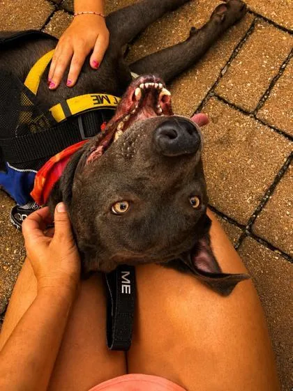 An adult large-sized male Mixed Breed dog named Snack Wrap for adoption in Chamblee, GA
