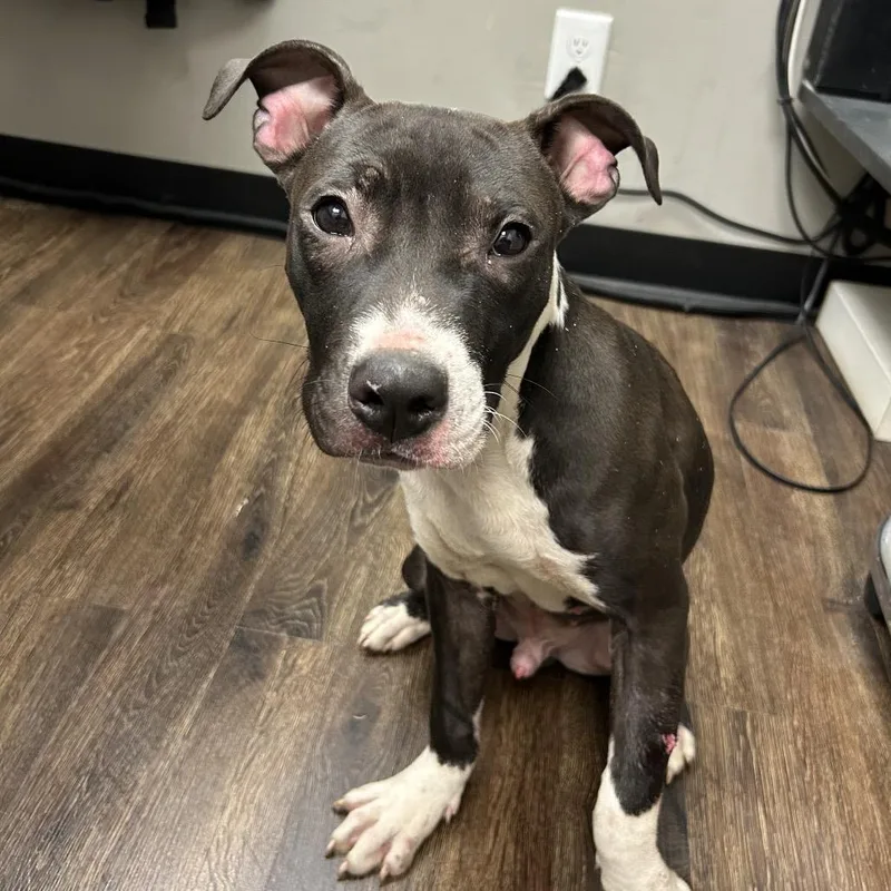 Italian Butter Cookie