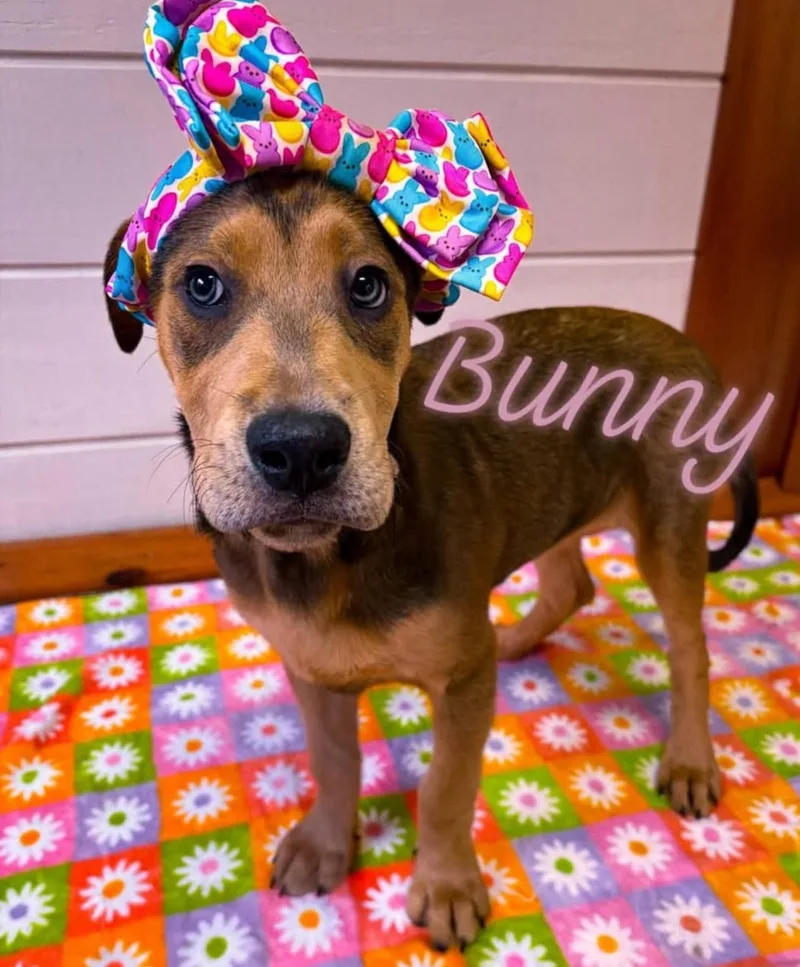 A baby large-sized female Bicolor Hound dog named Bunny for adoption in Brookfield, WI