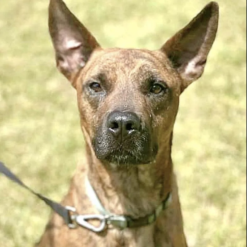 An adult medium-sized male Mountain Cur dog named Hector for adoption in Longview, TX