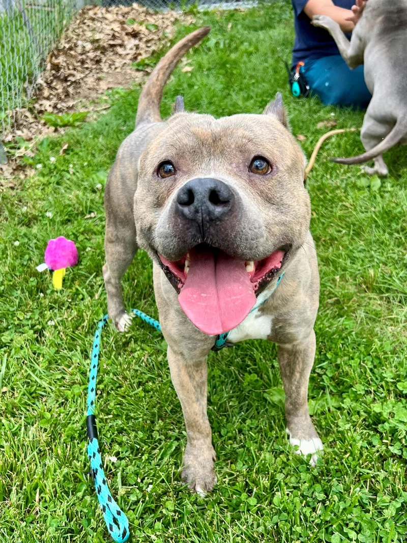 An adult medium-sized male Gray / Blue / Silver Pit Bull Terrier dog named Zig for adoption in Frederick, MD