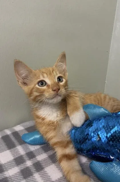A baby medium-sized male Domestic Short Hair cat named Snorkle for adoption in Picayune, MS