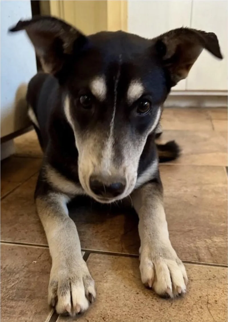 A young small-sized female Bicolor German Shepherd Dog dog named Flower Belle for adoption in Farmington, MO
