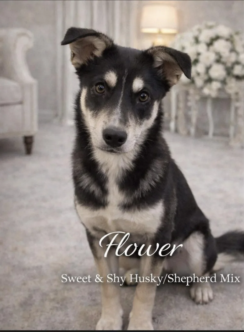 Flower Belle thumbnail 3