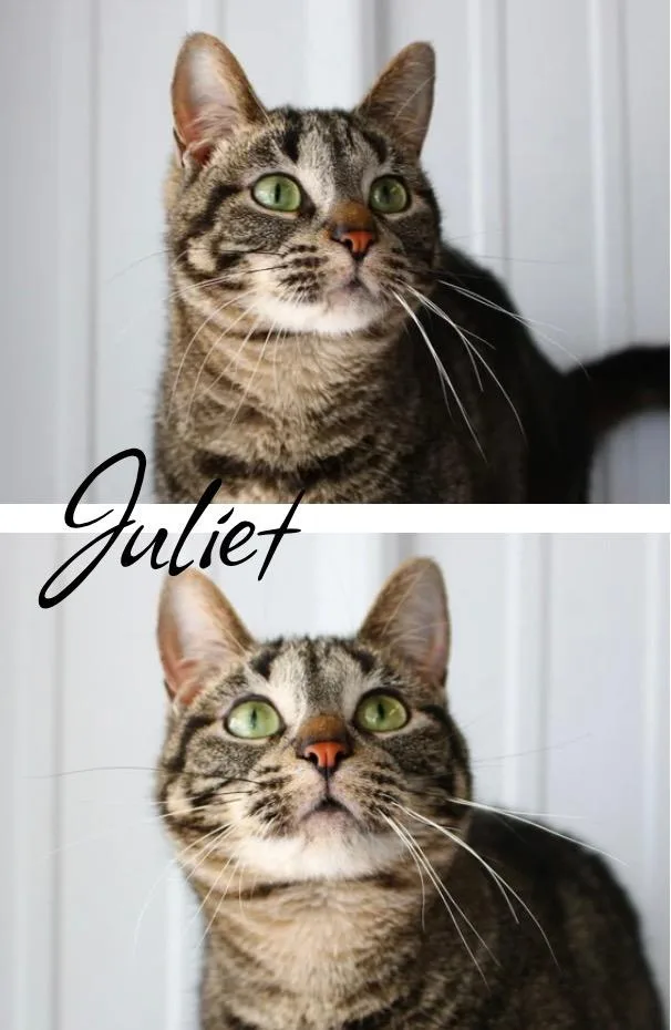 A young medium-sized female Domestic Short Hair cat named Juliet for adoption in Pierceton, IN