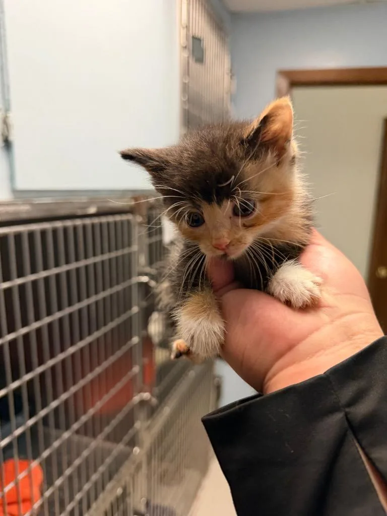 A baby small-sized female Calico Domestic Short Hair cat named New Hampshire for adoption in Columbus, NE