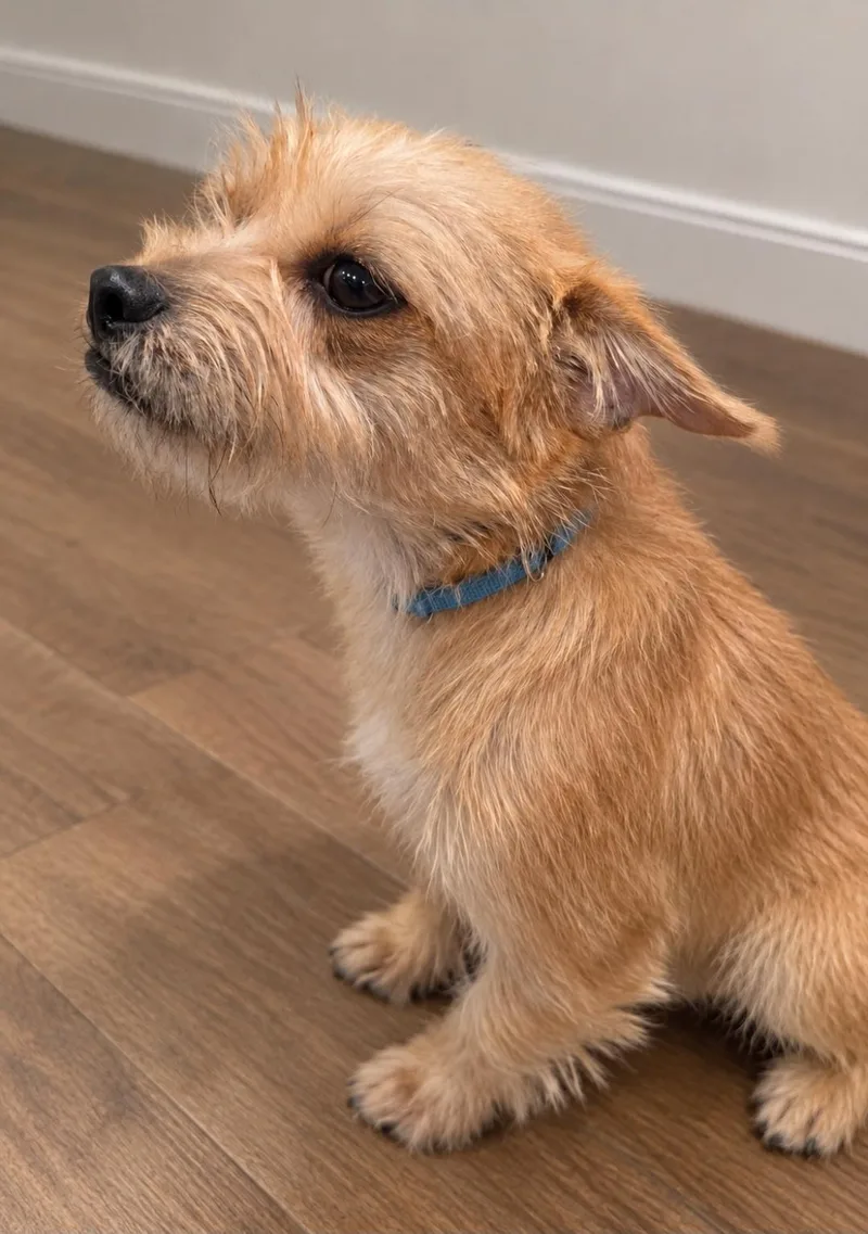 A young small-sized male Wirehaired Terrier dog named Roo for adoption in Grand Prairie, TX