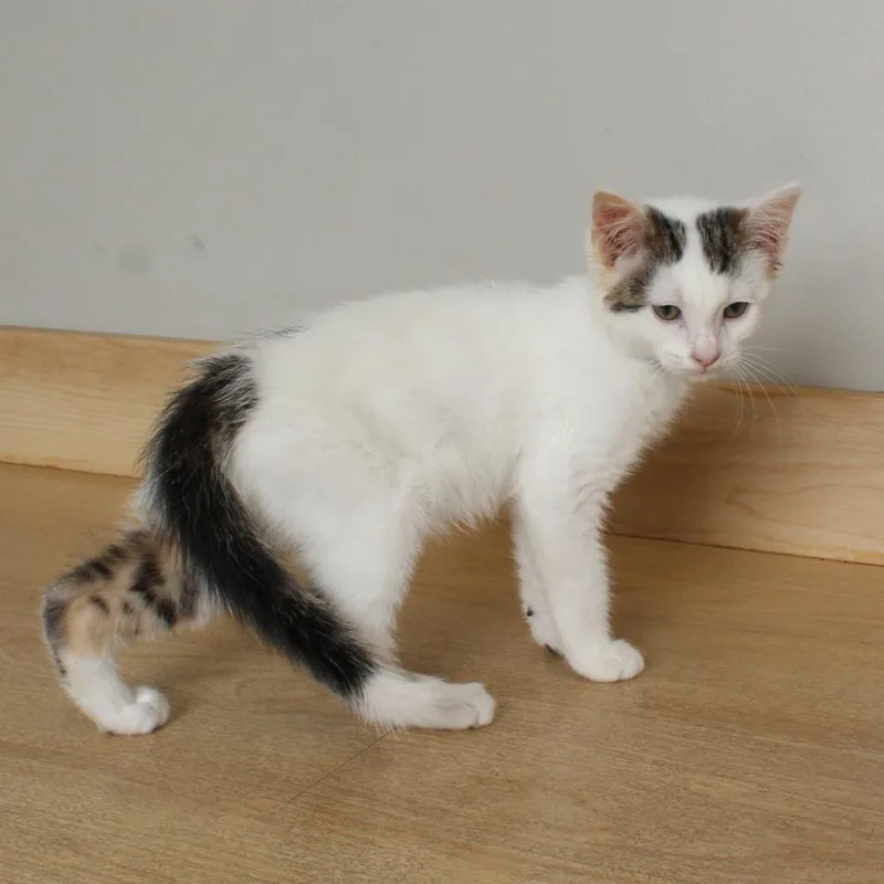 A baby small-sized male White Domestic Short Hair cat named Christopher C for adoption in Minnetonka, MN