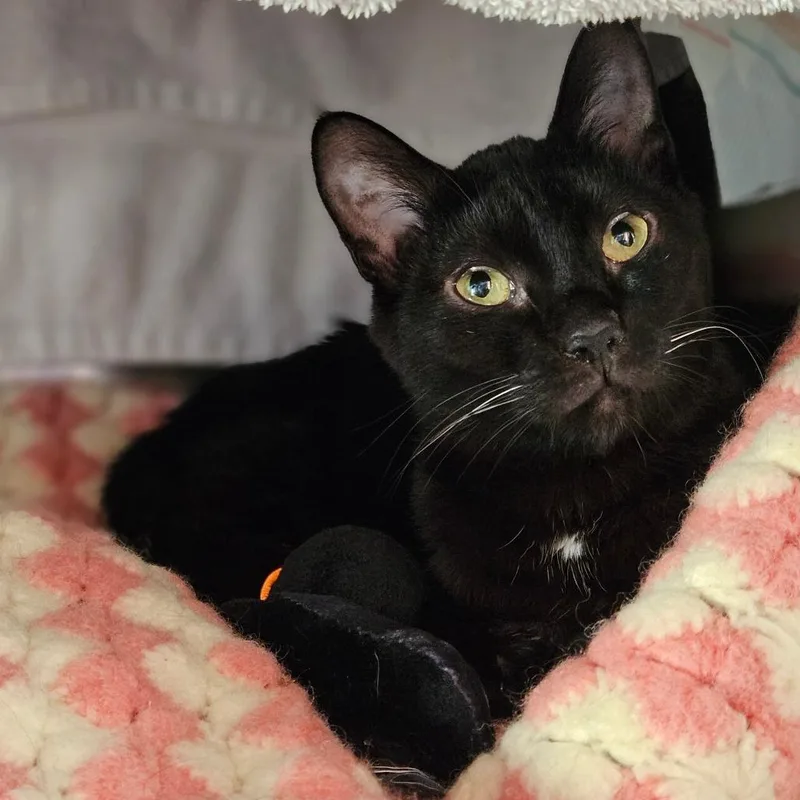 An adult medium-sized male Black Domestic Short Hair cat named Wels for adoption in Dover, NH