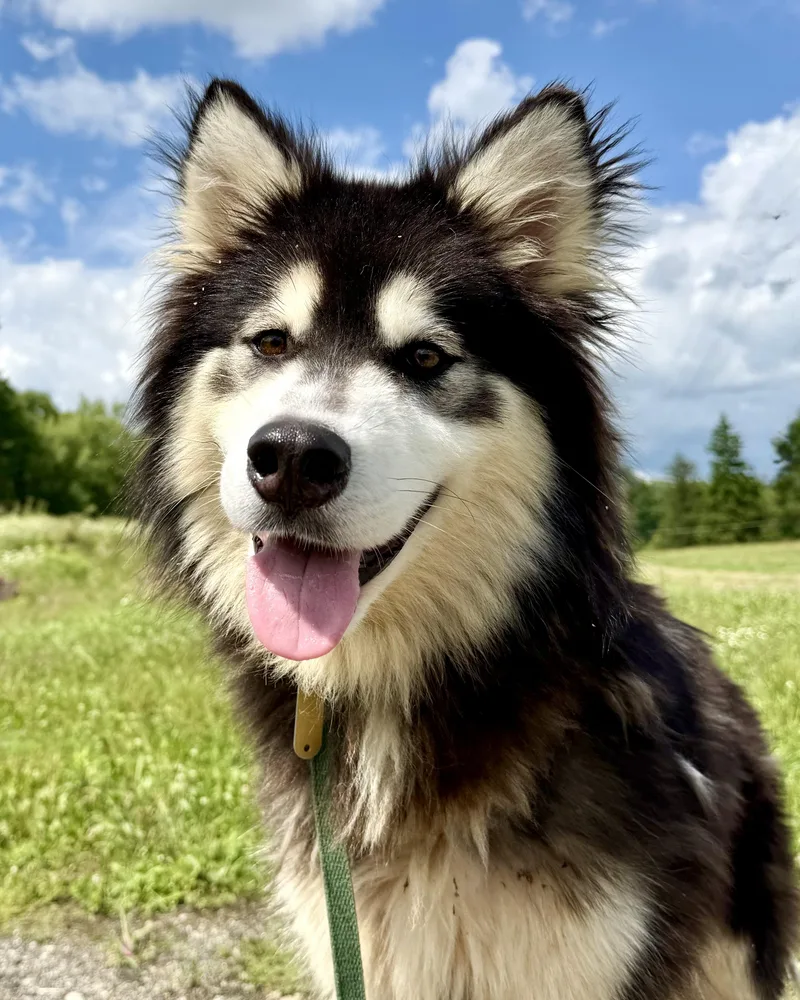 Domino