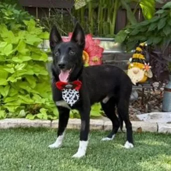 A young medium-sized male Border Collie dog named Gooster for adoption in Southport, CT