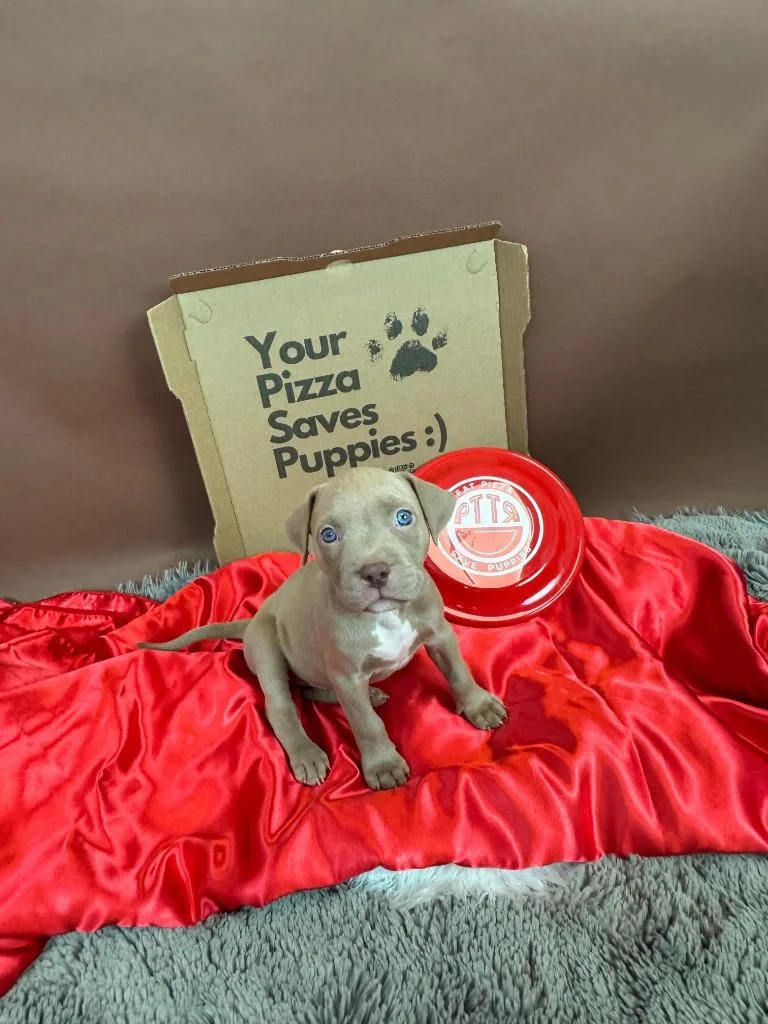 A baby medium-sized female Pit Bull Terrier dog named Testarossa for adoption in Phoenix, AZ