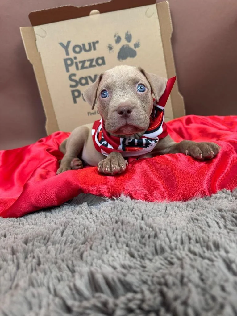 Testarossa thumbnail 2