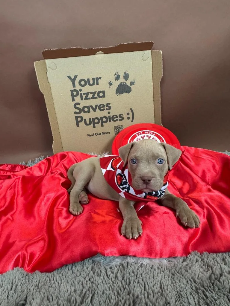 Testarossa thumbnail 3