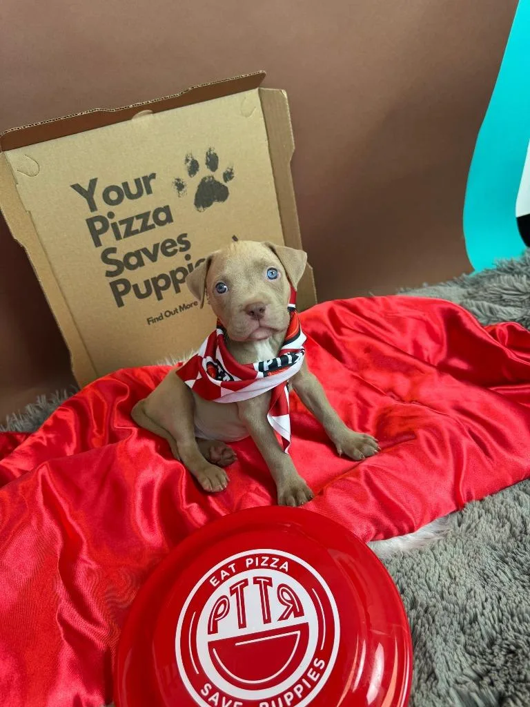 Testarossa thumbnail 4