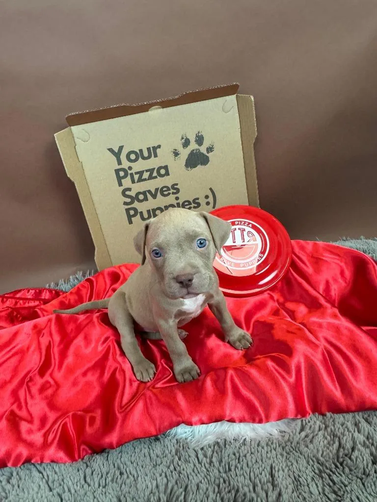 Testarossa thumbnail 5