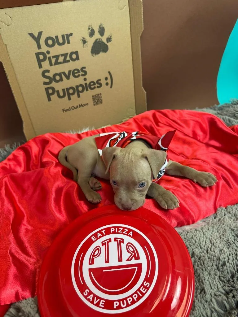 Testarossa thumbnail 6