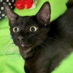 A baby medium-sized male Black Domestic Short Hair cat named Watson for adoption in Green Valley, AZ