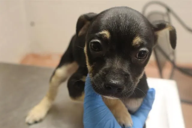 A baby small-sized female Mixed Breed dog named Fern for adoption in Columbia, SC