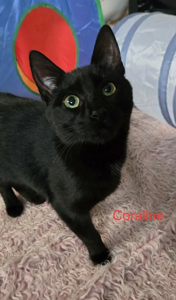 A baby medium-sized female Black Domestic Short Hair cat named Coraline for adoption in Greene, NY