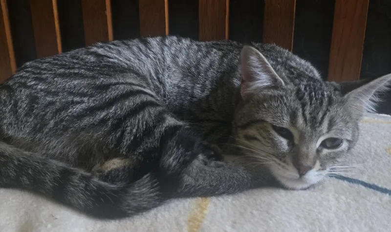 Bebe