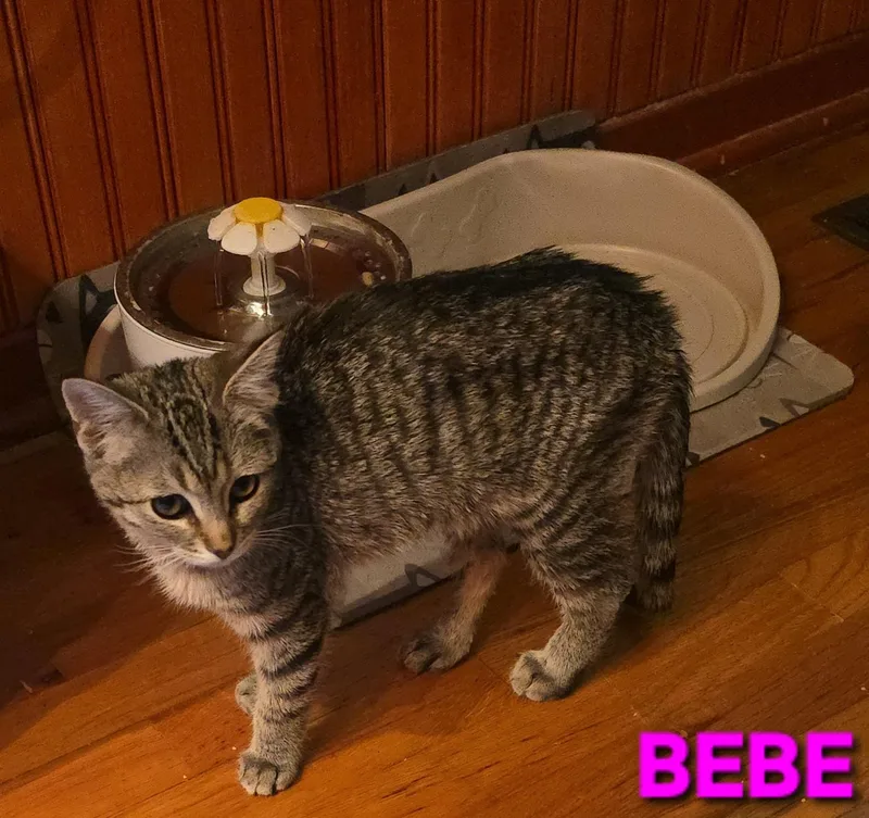Bebe thumbnail 3