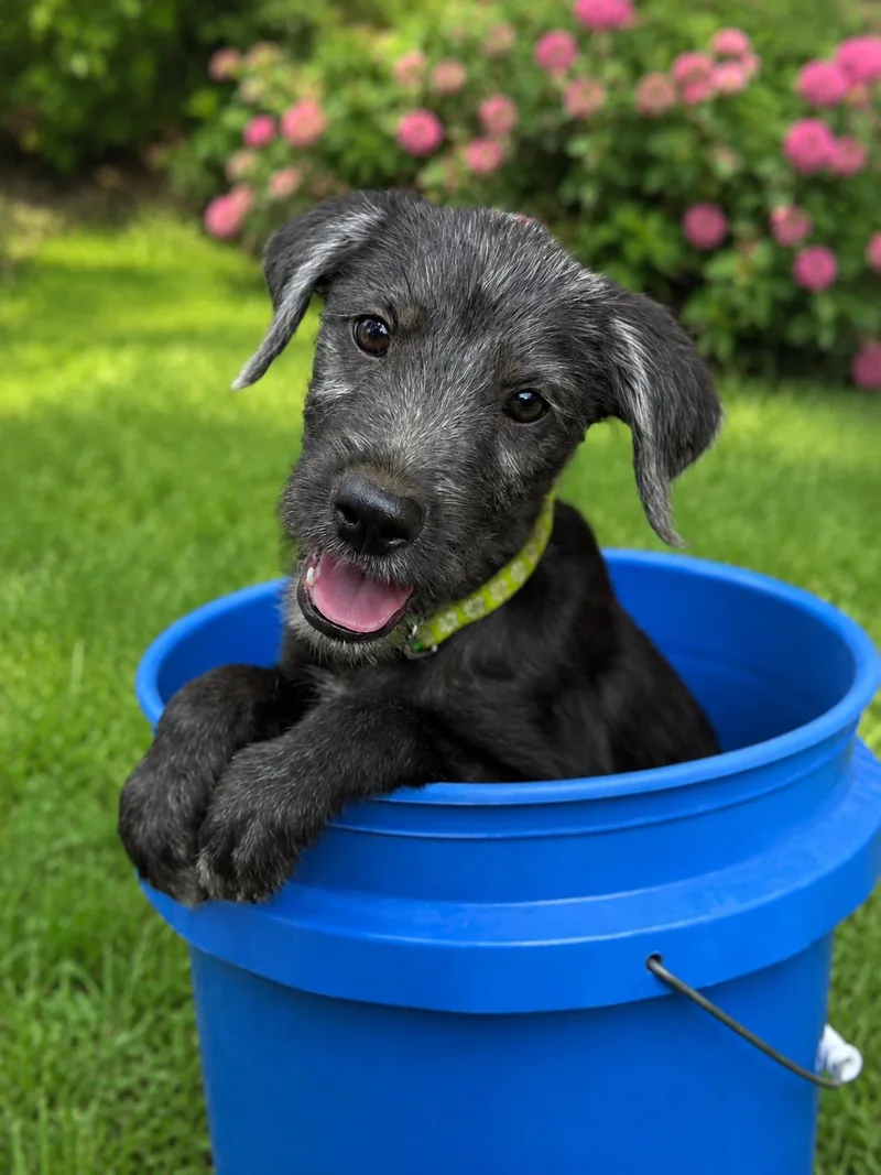 A baby medium-sized male Black Labrador Retriever dog named Sid for adoption in Pleasant Valley, NY