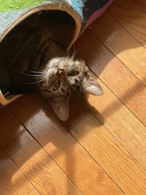 A young medium-sized female Domestic Short Hair cat named Blossom for adoption in Davidson, NC