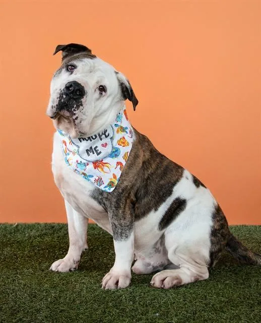 An adult extra large-sized male American Bulldog dog named Rocky for adoption in Miami, FL