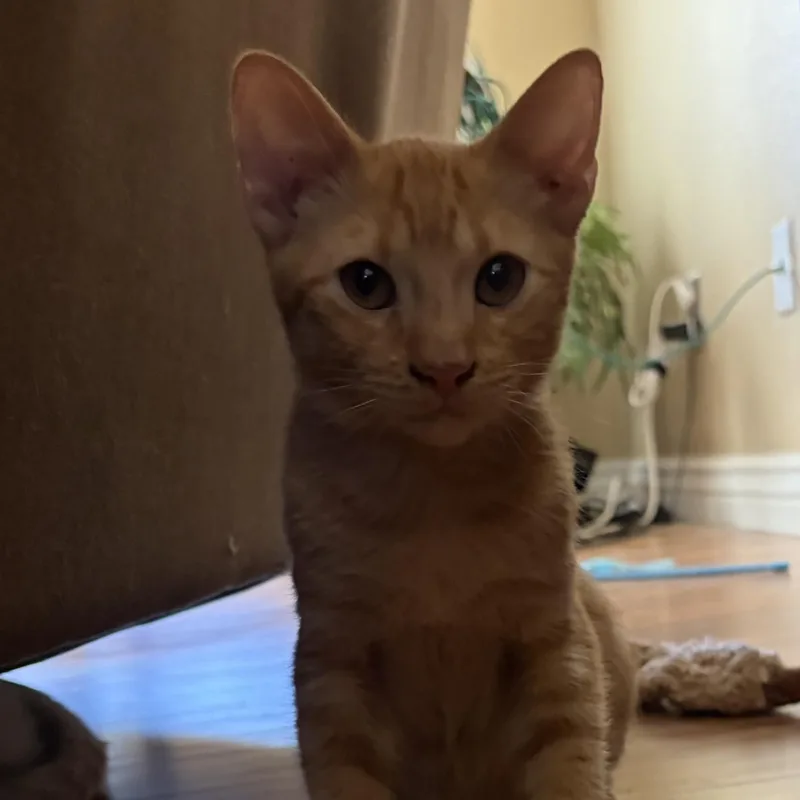 A baby medium-sized male Orange / Red Domestic Short Hair cat named Milo for adoption in Phoenix, AZ