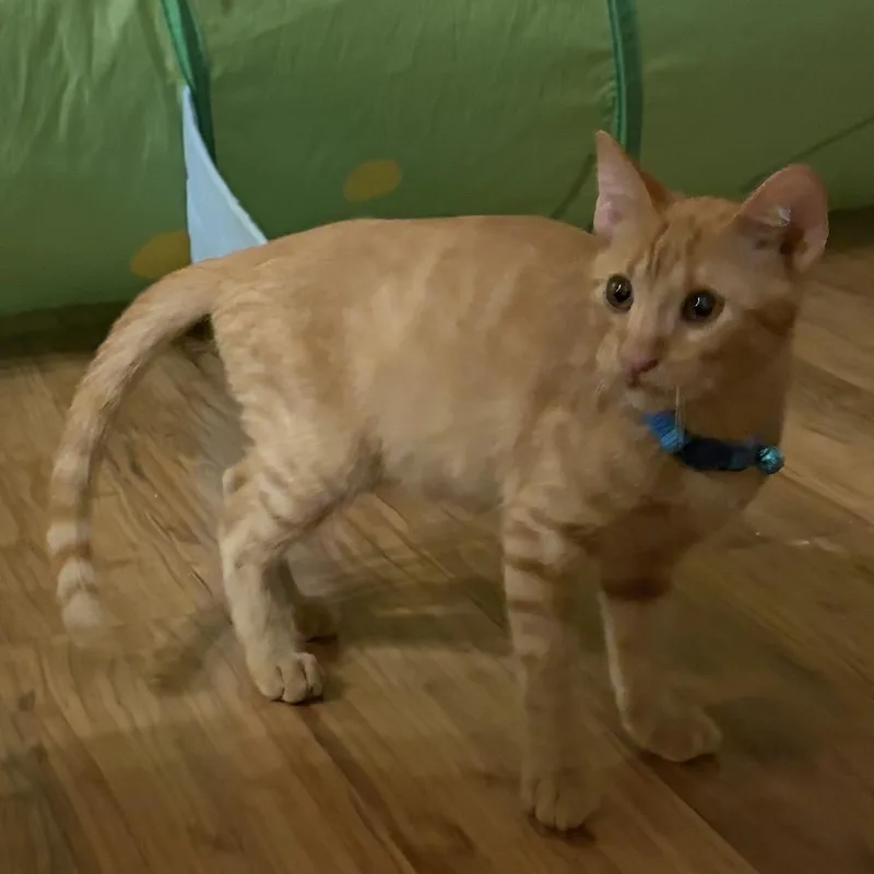 Milo thumbnail 3
