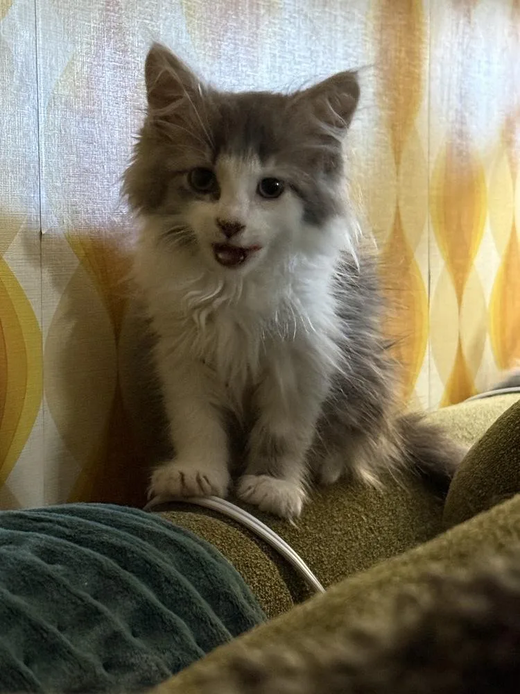 A baby medium-sized male Gray & White Domestic Long Hair cat named Cloud for adoption in Lansing, MI