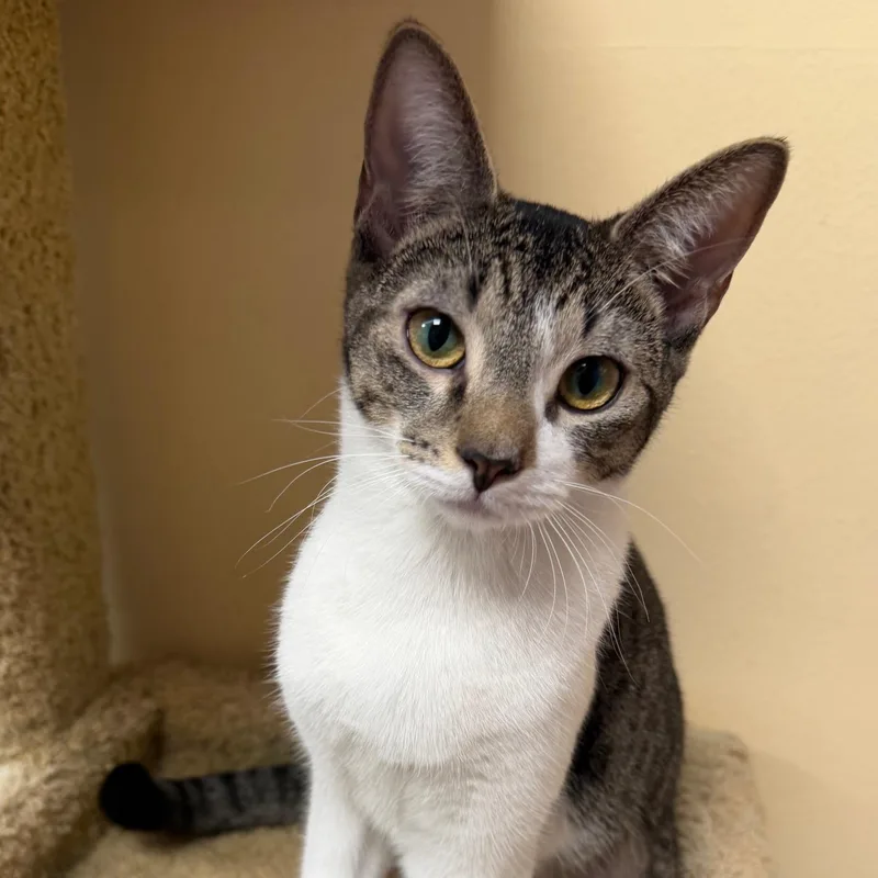 Chrissy Snow thumbnail 2